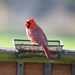 Wildlife and Bird Feeder, Deck and Ground Tray Feeder for Birds, Squirrels, Chipmunks, and Rabbits