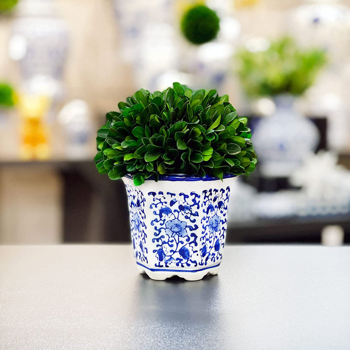 7" Preserved Natural Boxwood in Ceramic Pot - Plant and Table Centerpiece - Stunning Greenery and Plant Decor for Home - Blue & White (Small 7" Tall Topiary)