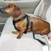 Pet Seat Belt Dog Safety Adjustable Clip Car Auto Travel Vehicle Safe Puppy Cat Seatbelt