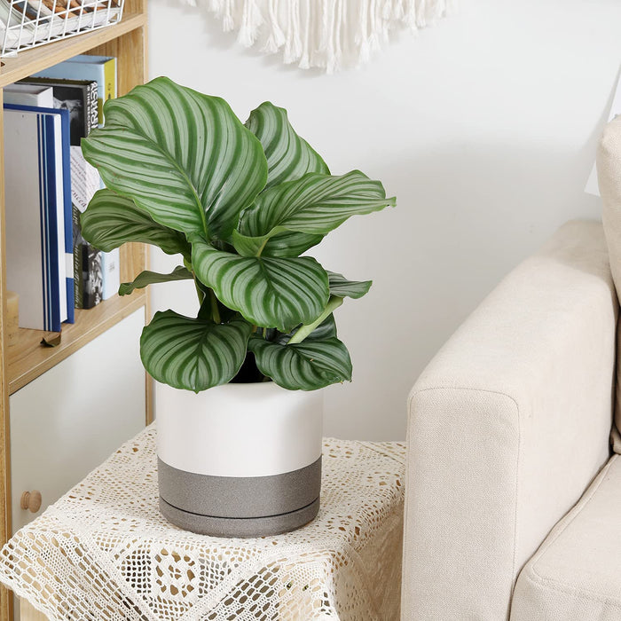 6Inch Modern Cylinder Matte Ceramic Planter Pot with Drainage Hole and Saucer , Planter Pot for Indoor Outdoor Plants Flowers , White/Gray