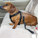 2Pcs Dog Leash Seat Belt Pet Car Seatbelt ，With Swivel Clip and Adjustable Length for Dogs and Cats, Black Seatbelt Harness for All Vehicles